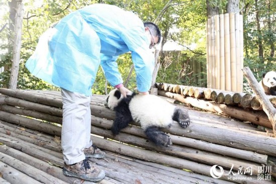 四川成都：大熊猫享受初冬暖阳 撒娇卖萌惹人爱