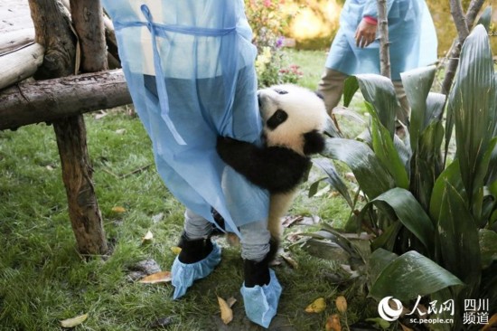 四川成都：大熊貓享受初冬暖陽 撒嬌賣萌惹人愛