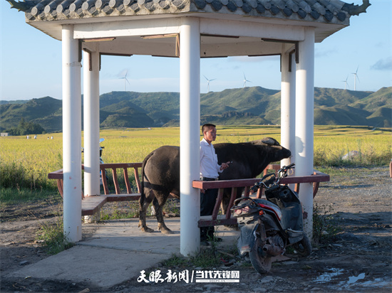 （中首）贵阳花溪：高坡稻田迎丰收 金黄一片秋意浓