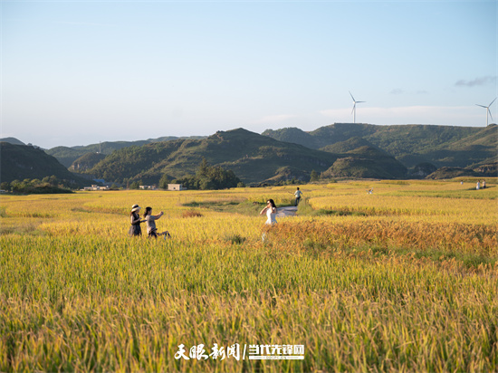 （中首）贵阳花溪：高坡稻田迎丰收 金黄一片秋意浓