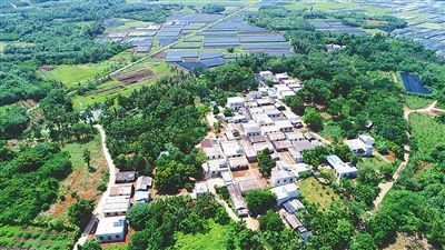 【食品農業圖文】【即時快訊】大致坡美桐村:種植富貴竹走上綠色致富路 【食品農業圖文】【即時快訊】大致坡美桐村:種植富貴竹走上綠色致富路