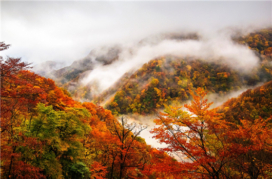 （急稿）【湖北】【CRI原創】湖北神農架景區2019旅遊推介會在安徽合肥舉行