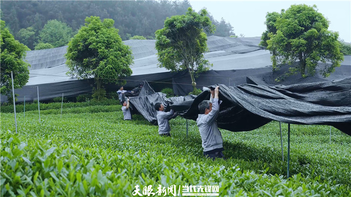 銅仁：梵凈山茶 品牌價值31.16億元