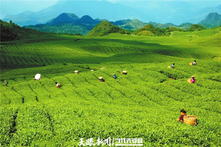 銅仁：梵凈山茶 品牌價值31.16億元