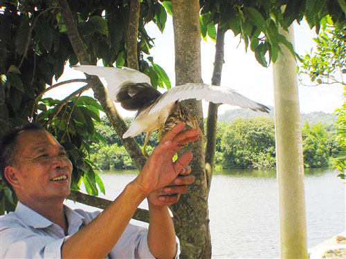〔旅遊文體〕南寧那蘭鷺鳥自然保護區成立 更科學地保護鷺鳥群