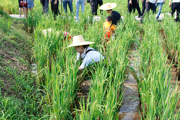 宜宾市翠屏区举行第四个农民丰收节暨李庄安石生活艺术节