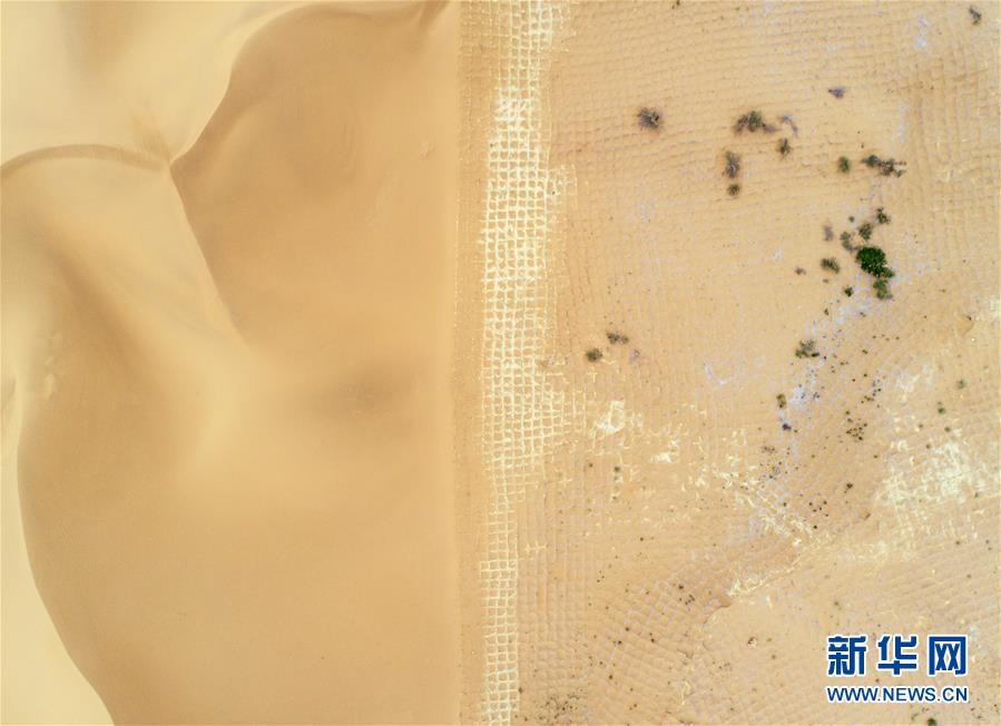 宁夏中卫：草方格扎出的沙漠绿意