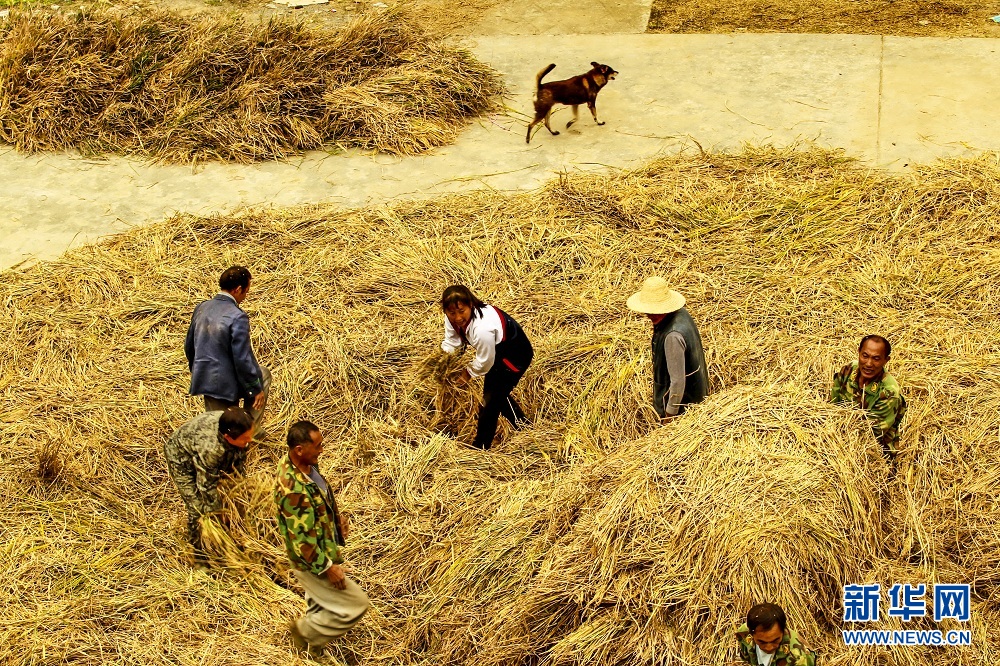 सेप्टेम्बर महिनासँगै धान भित्र्याउँदै_fororder_2