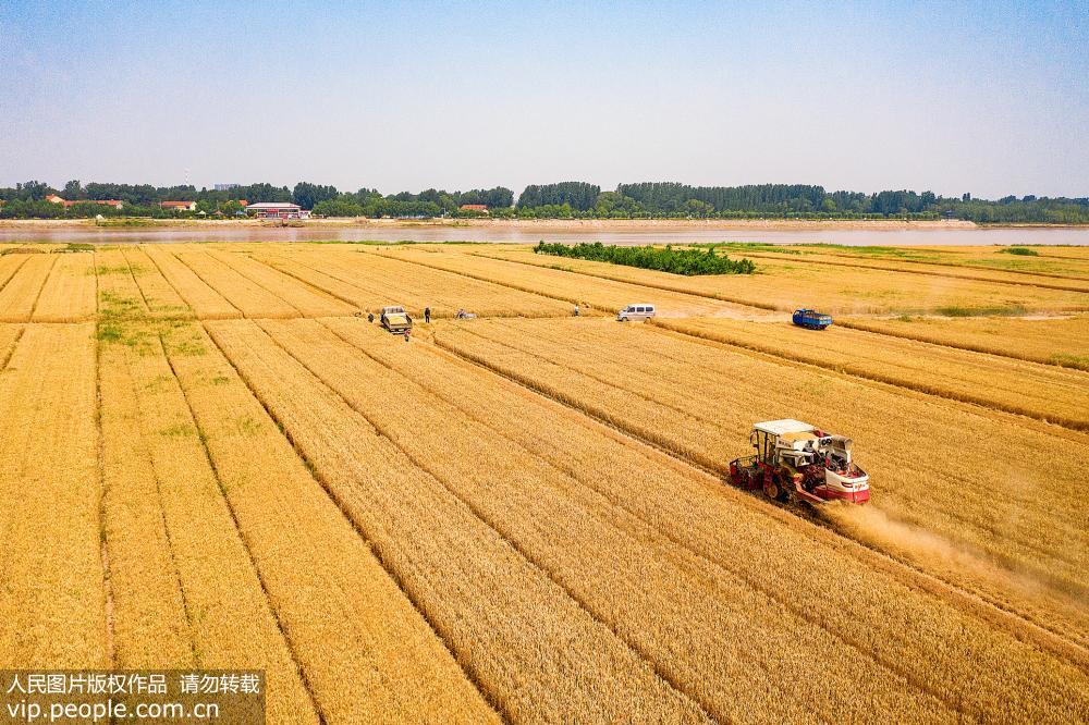 黄河入海口进入麦收旺季