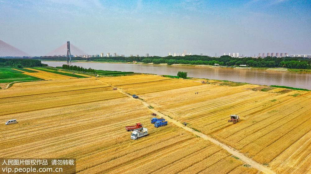 黄河入海口进入麦收旺季