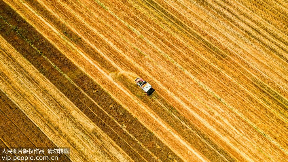 黄河入海口进入麦收旺季