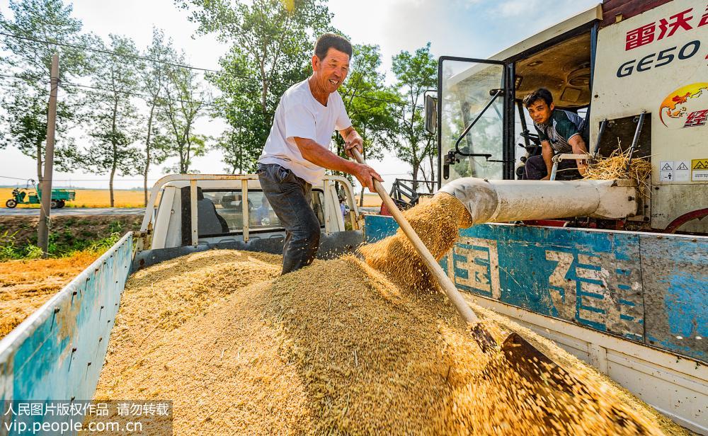 黄河入海口进入麦收旺季