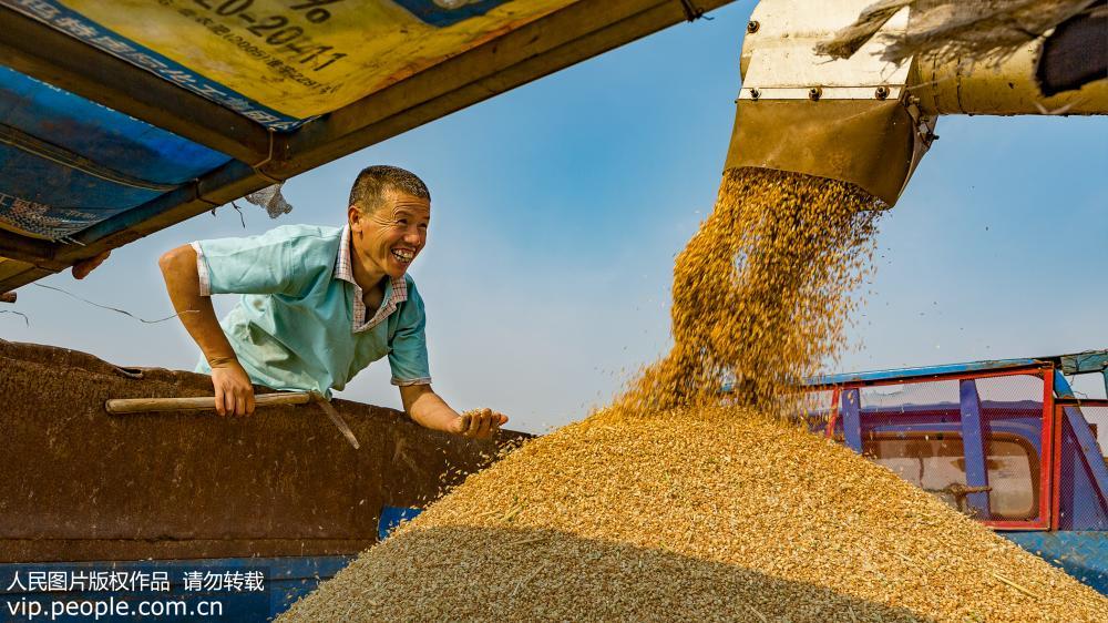 黄河入海口进入麦收旺季