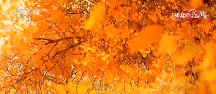 【祖国颂·美丽中国】内蒙古：塞北胡杨林 赏醉美金秋