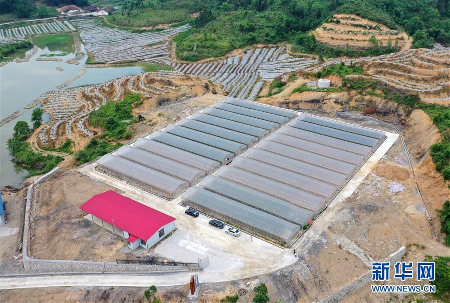 廣西環江：大棚種植壯大村集體經濟助增收