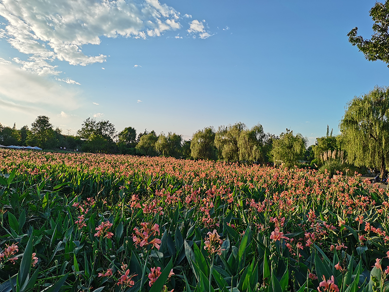 成都郫都区三道堰镇举行“遇见三道堰 青杠树金秋音乐嘉年华”活动_fororder_青杠树村风景-摄影-杨建昆