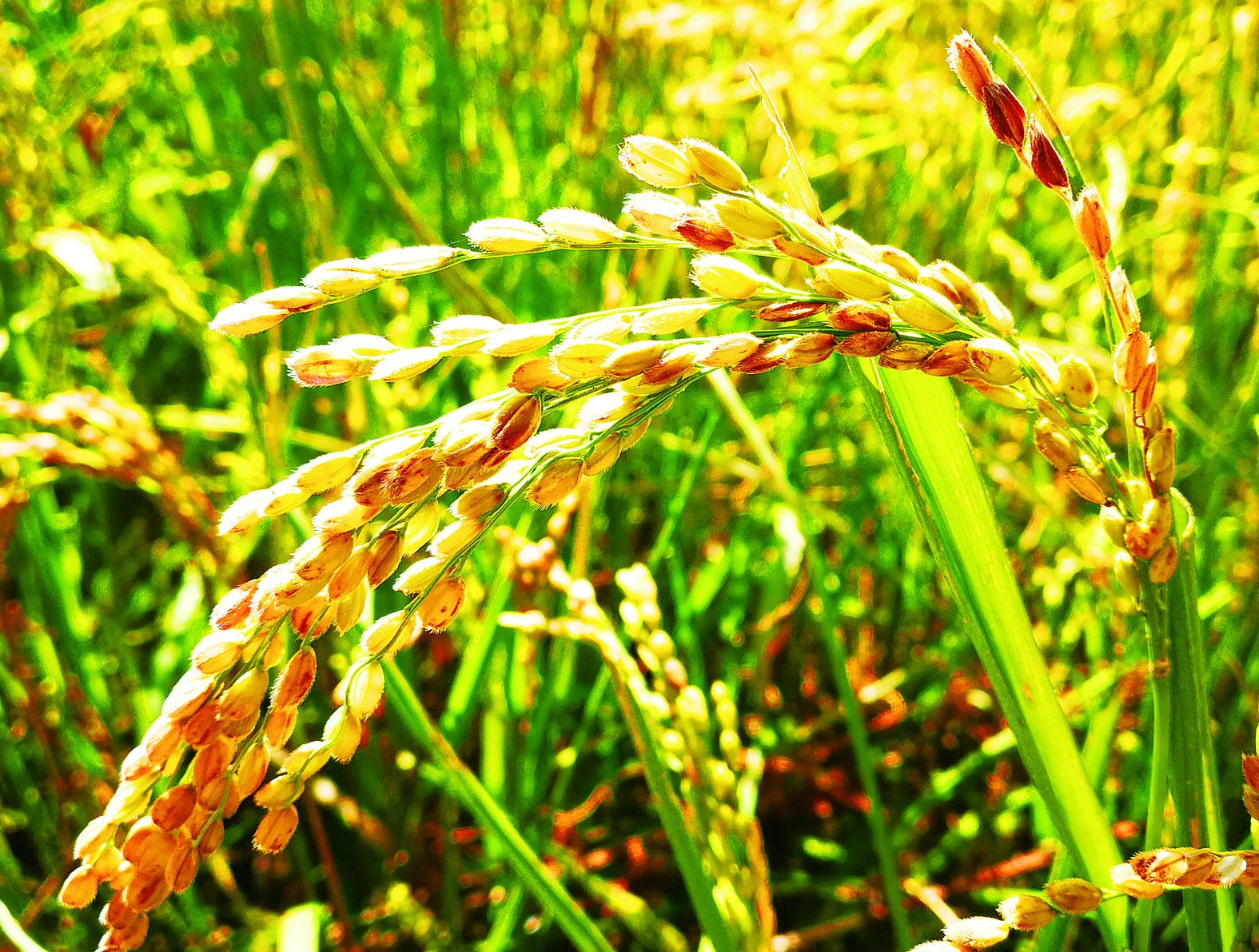 榆树市：稻花香里说丰年