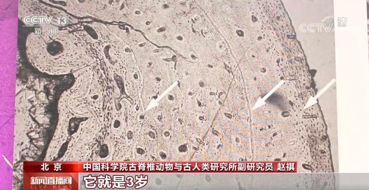 恐龙的祖先是什么？“化身为石”分几步？死后为何头朝东方？......穿越亿万年，一起探索远古的奥秘