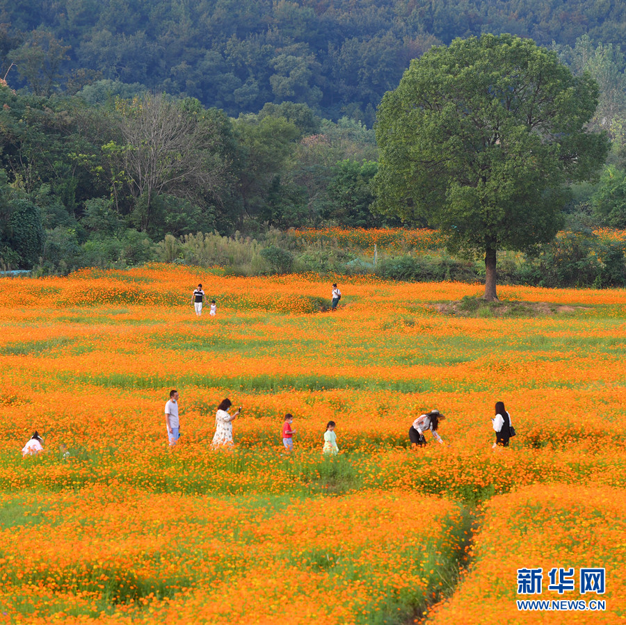 湖北武漢：硫華菊盛開秋意濃