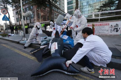 日本南极海域科研捕鲸队回港 曾遭反对团体抗议