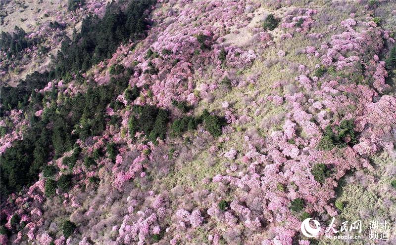 湖北神农顶高山杜鹃盛开