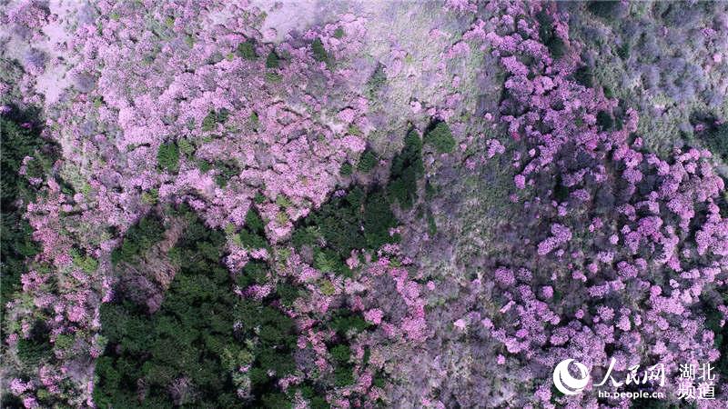 湖北神农顶高山杜鹃盛开