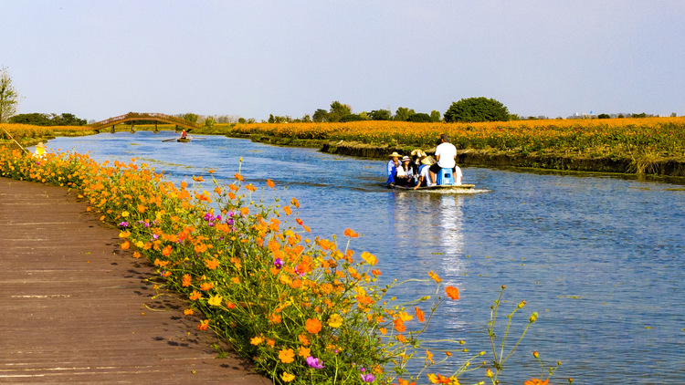 江苏兴化：多彩垛田 美丽秋色