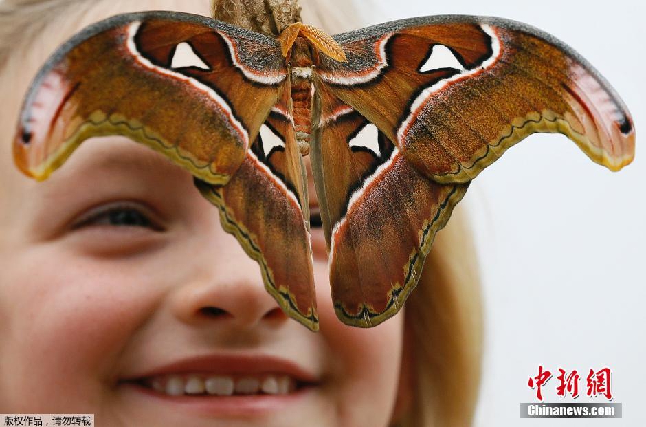 英國博物館舉辦奇異蝴蝶展 兒童與蝴蝶親密接觸