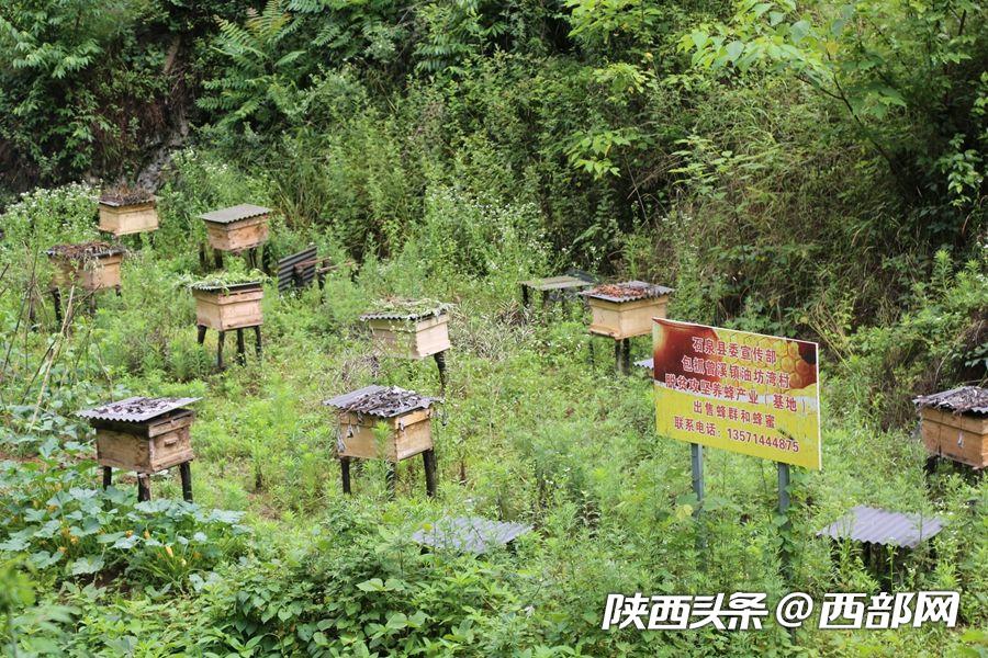 石泉：驻村干部成了养蜂“土专家” 带领村民脱贫致富