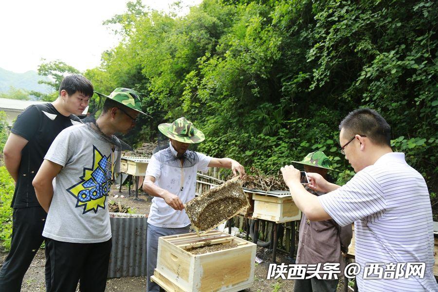 石泉：驻村干部成了养蜂“土专家” 带领村民脱贫致富