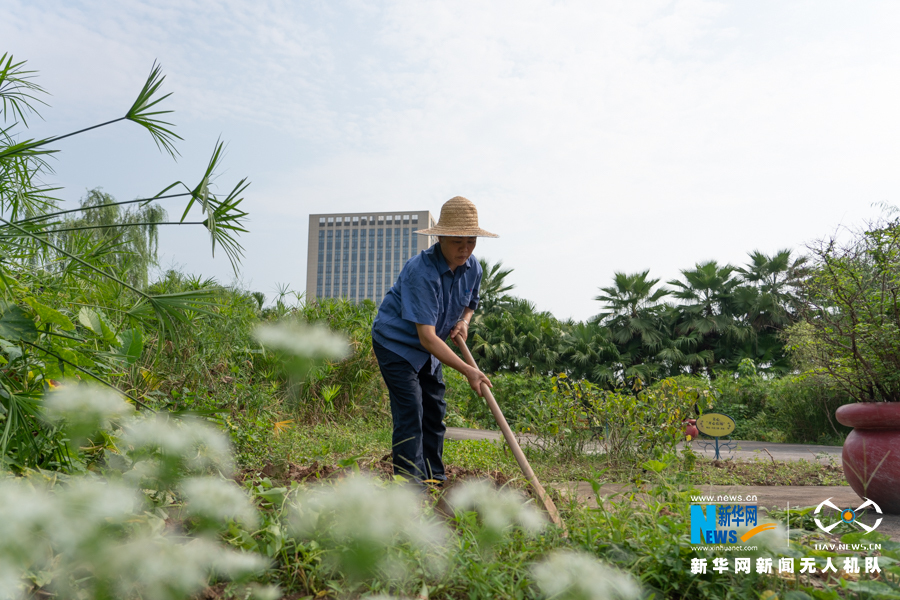 重慶樓頂“開心農場”豐收 農作物成都市景觀