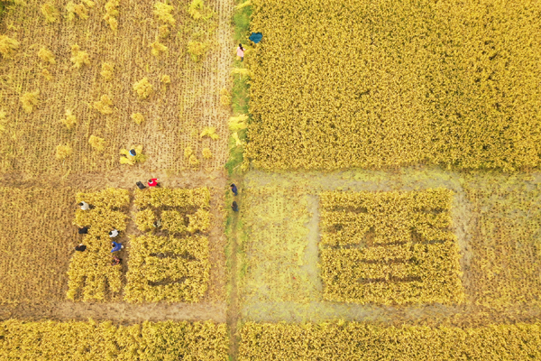 Ika-4 na Pestibal ng Pag-ani ng mga Magsasakang Tsino, dumating na; Pahiyas Festival sa Lucban, probinsyang Quezon_fororder_20210923Ani1600
