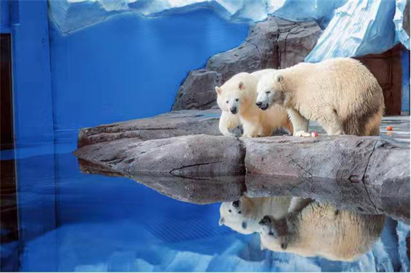 极地十周年 喜迎第2000万位游客 获终身免费入园权益_fororder_图片8