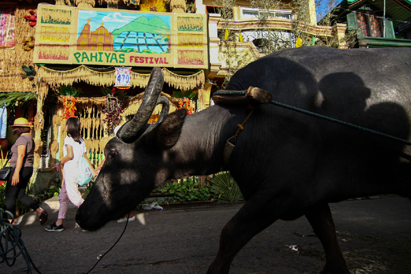 Ika-4 na Pestibal ng Pag-ani ng mga Magsasakang Tsino, dumating na; Pahiyas Festival sa Lucban, probinsyang Quezon_fororder_20210923Ani8600