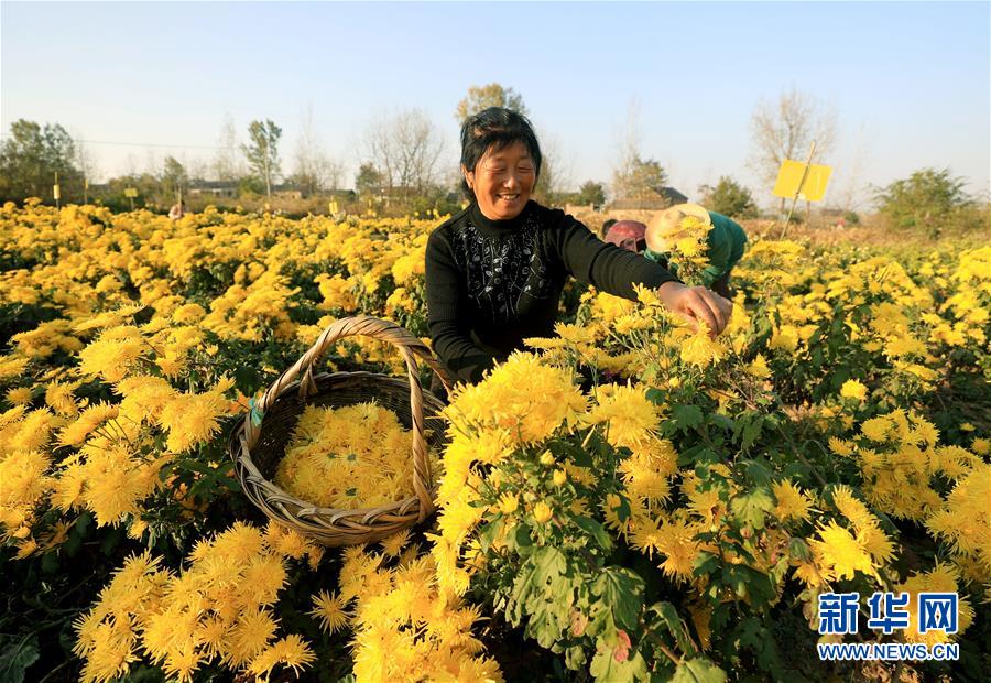 安徽全椒：科技護航 菊農增收