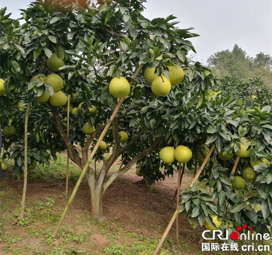 已过审【区县联动】【巴南】重庆巴南：“接龙蜜柚”品牌走俏市场