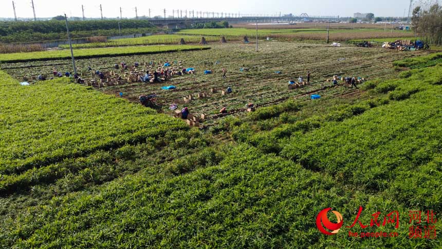 河北唐山：生薑喜獲豐收 姜農喜上眉梢