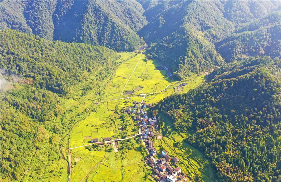 金色稻田與碧藍天空映照溪上 福建將樂一幅豐收景象