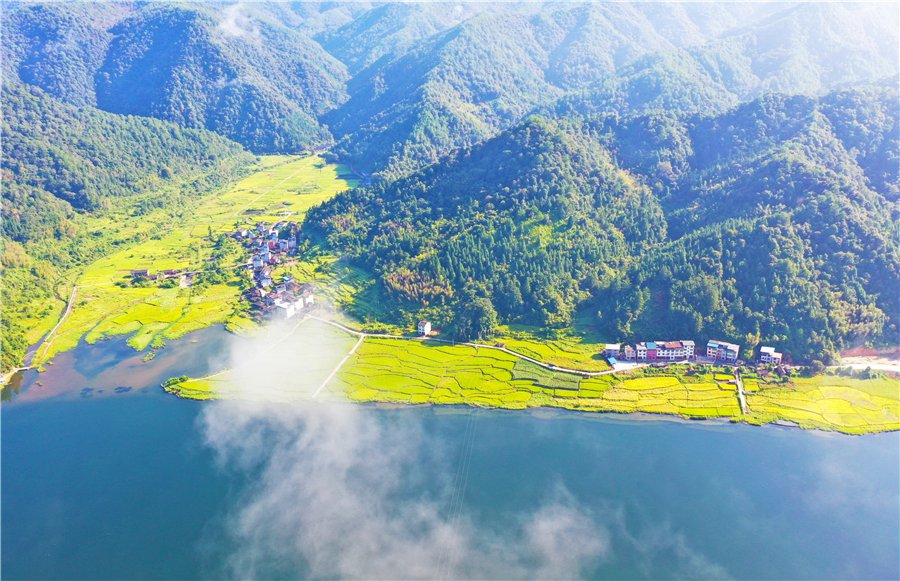 金色稻田与碧蓝天空映照溪上 福建将乐一幅丰收景象