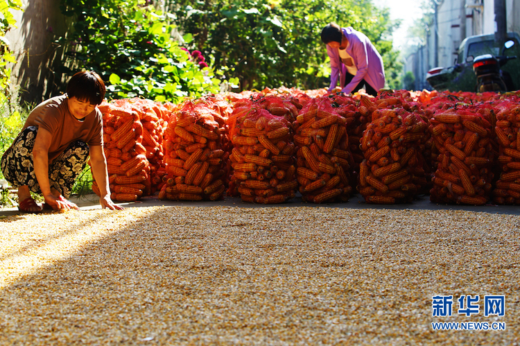 【秋收故事】河南鄢陵：秋收“金满仓”