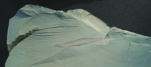 七彩云南 美丽澄江 见证生命起源 守护生物多样性