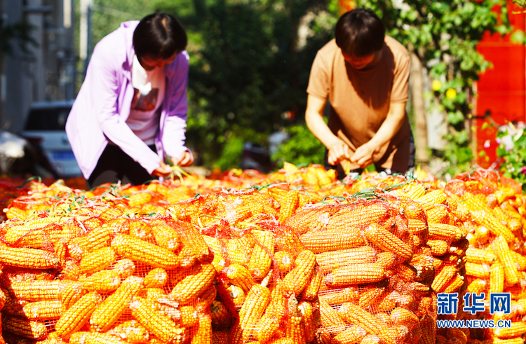 【秋收故事】河南鄢陵：秋收“金满仓”