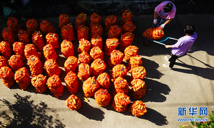 【秋收故事】河南鄢陵：秋收“金满仓”