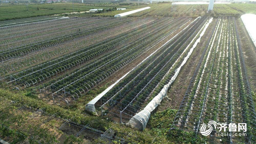 高质量发展看临港｜欢唱秋收喜 品味葡香甜