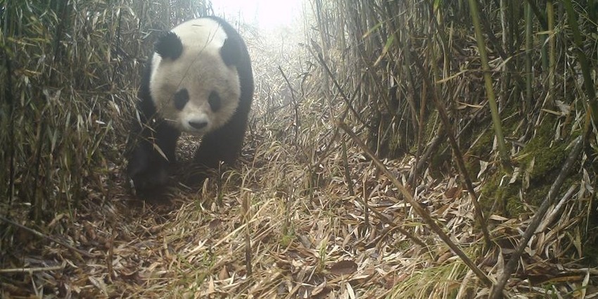  Wild Giant Pandas Appear in Mianzhu, Sichuan