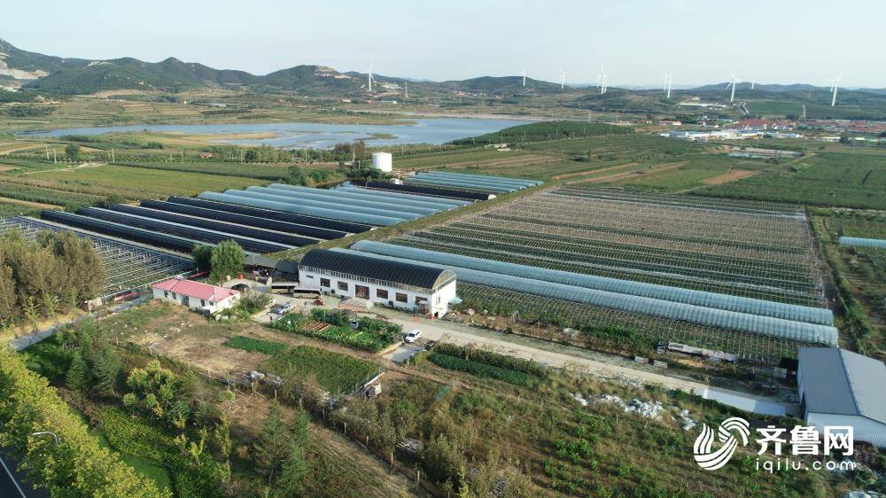 高质量发展看临港｜欢唱秋收喜 品味葡香甜