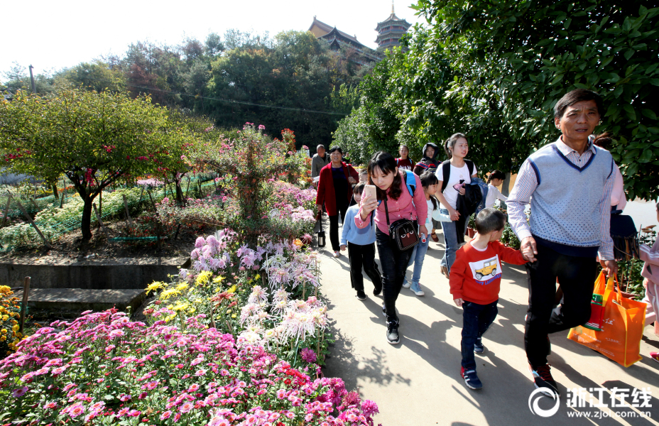 东阳：菊花怒放 游客纷至沓来