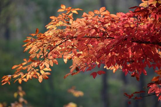 吉林游记 红石国家森林风景区的红枫林