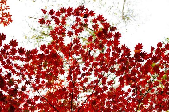 吉林游记 红石国家森林风景区的红枫林