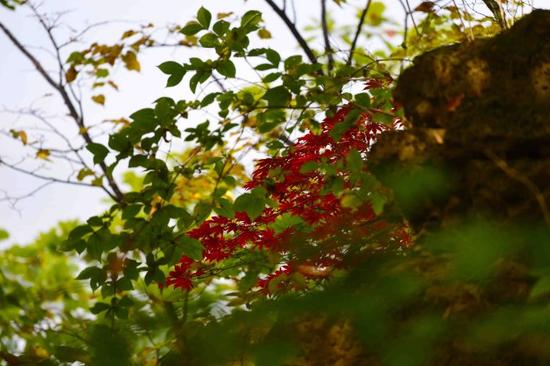 吉林遊記 紅石國家森林風景區的紅楓林